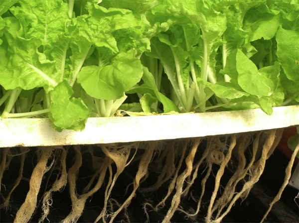 NFT Hydroponic system plants with wet roots