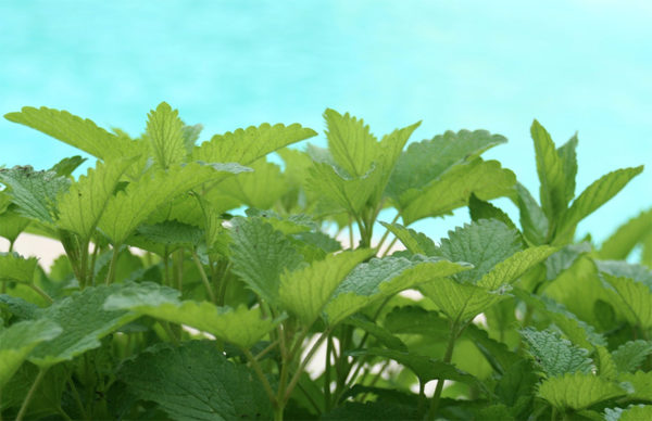 Lemon balm leaves make a powerful medicinal plant