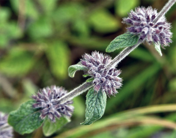 Pennyroyal branch with blooms and leaves up close