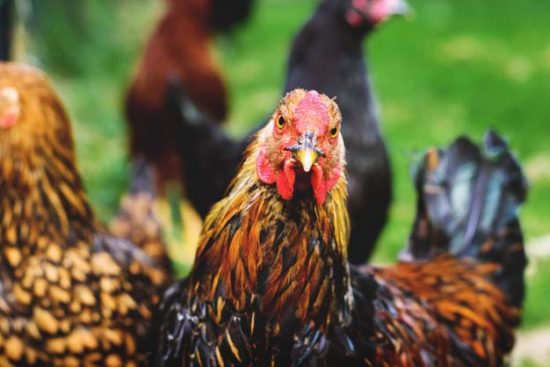 Do You Have What It Takes to Raise Chickens in Your Backyard?