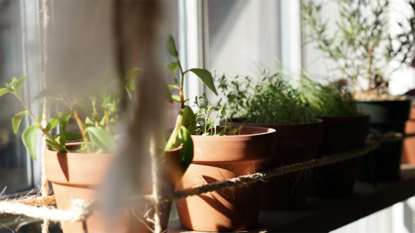 Herb garden plants in a sunny window