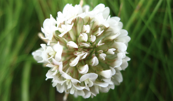 White clover flower up close