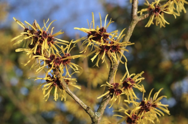 Close-up of witch hazel blossoms on a tree