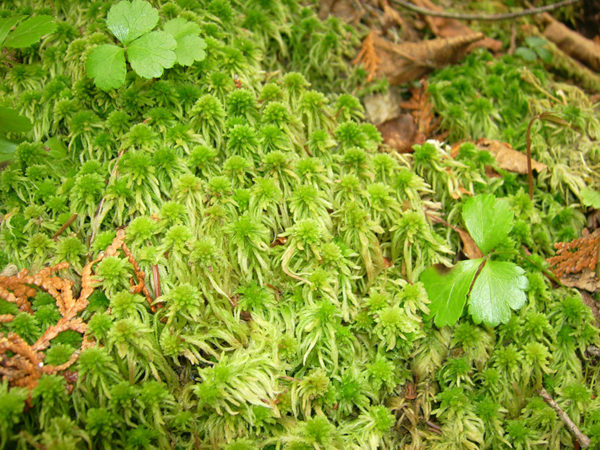 Peat moss up close