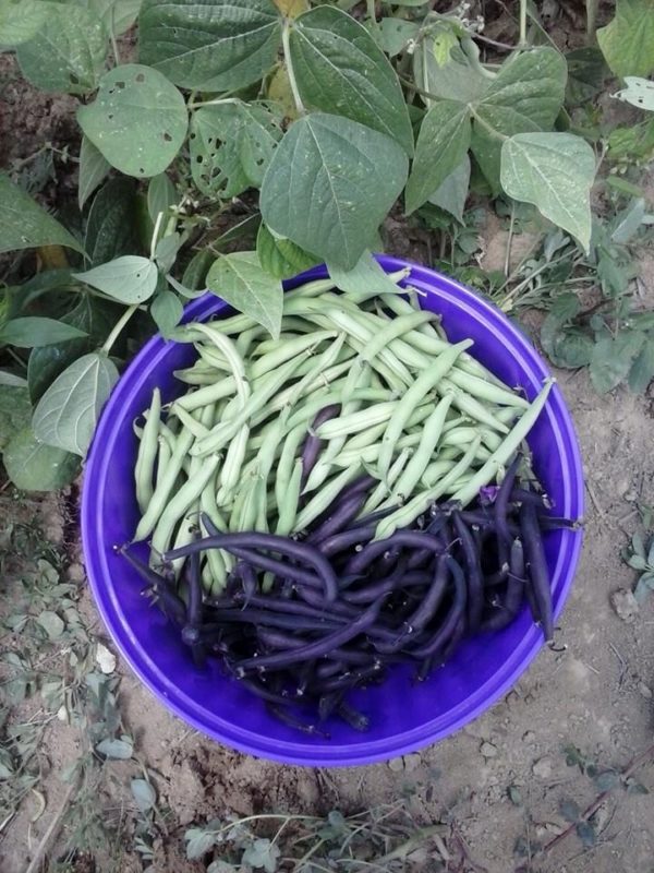 Green and purple beans for a canning garden