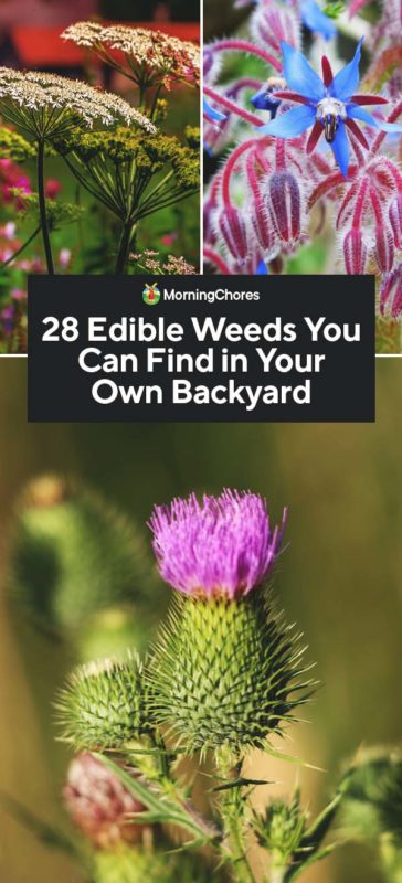 28 Edible Weeds You Can Find In Your Own Backyard