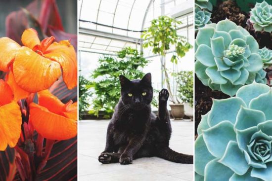 29 Cat-Safe Plants For Your Home and the Ones to Avoid at All Costs