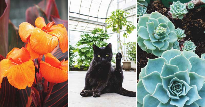 22 Cat Safe Outdoor Plants For Your Garden