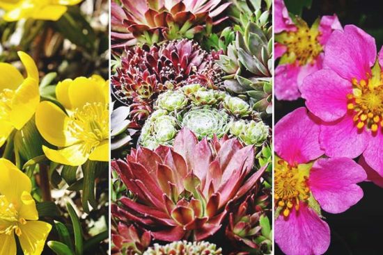 30 Gorgeous Ground Cover Plants to Enrich Your Garden