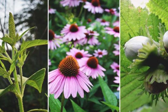 50 Edible Wild Plants You Can Forage for a Free Meal