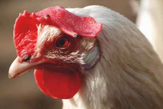 About Leghorn Chickens: Feed Efficient Egg Layers