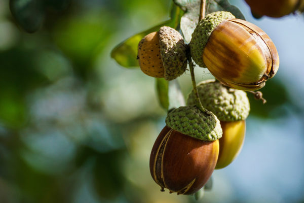 Acorn nuts