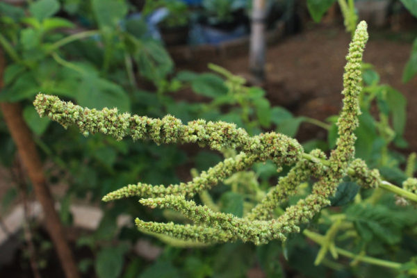 Amaranth plant with a branch going to seed