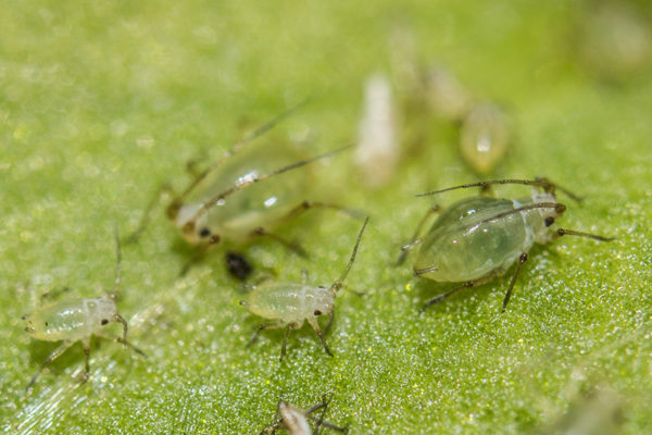 Aphids on a leaf