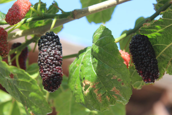 Everbearing mulberry