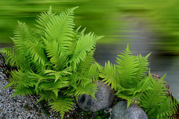 The leaves of a Boston fern, one of many cat safe plants
