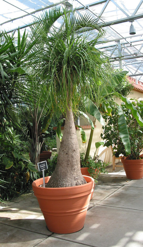 A large potted bottle palm