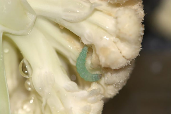 Cabbage worm on a cauliflower