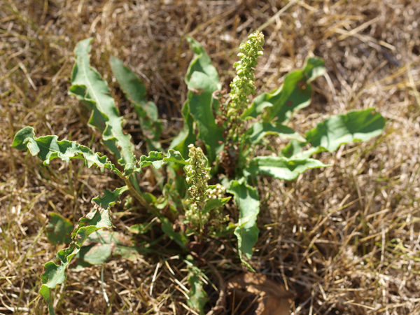 Curly dock is one of many edible wild plants.