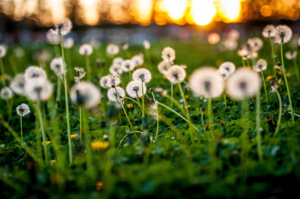 Dandelion poofs in a sunset