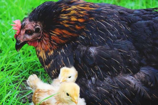 Everything You Must Know About Keeping Your Chickens Alive and Healthy