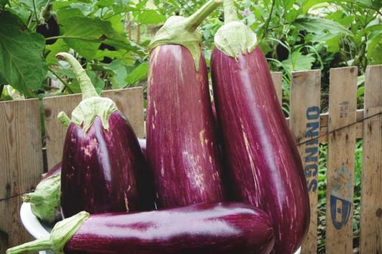 Growing Eggplants: A Complete Guide on How to Plant, Grow, & Harvest Eggplants