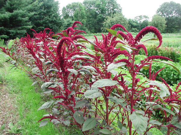 Growing amaranth plants with red blossoms