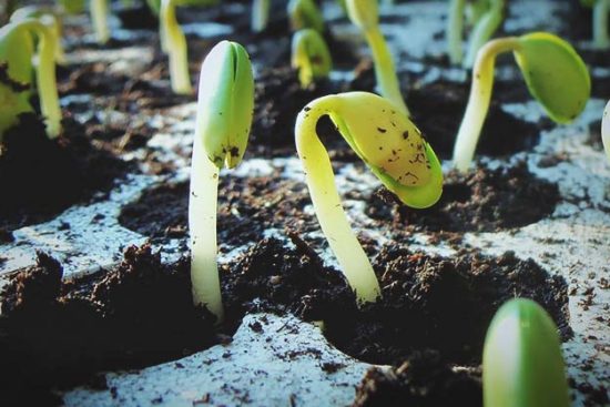 How to Succeed at Seed Germination and 7 Common Mistakes to Avoid