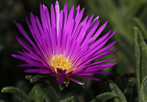 The purple blossom of an ice plant one of many cat safe plants