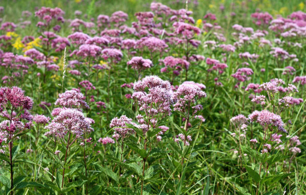 Joe Pye Weed blossoms in a field this is a plant that attracts bees