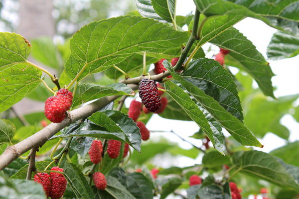 Growing mulberries on a tree branch