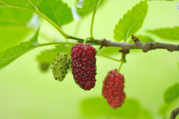 Mulberry fruits ready for harvest