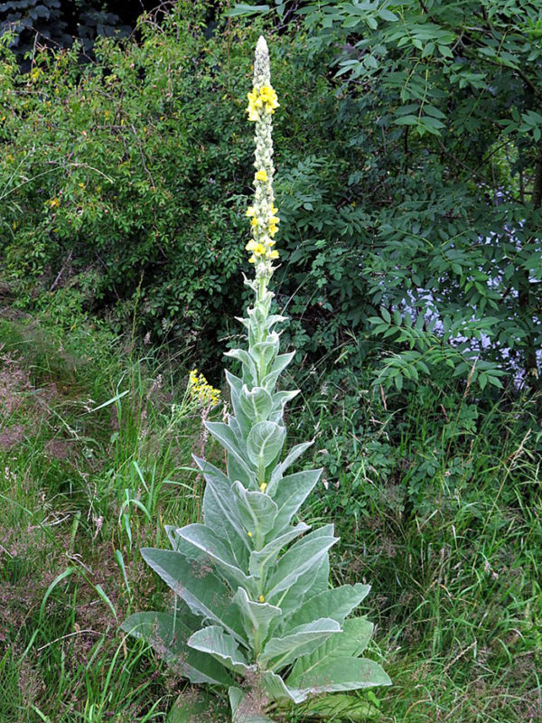 The edible weed mullein with a spike blossom