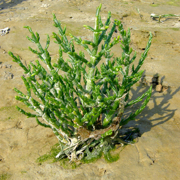 A pickleweed plant growing in a salty marsh