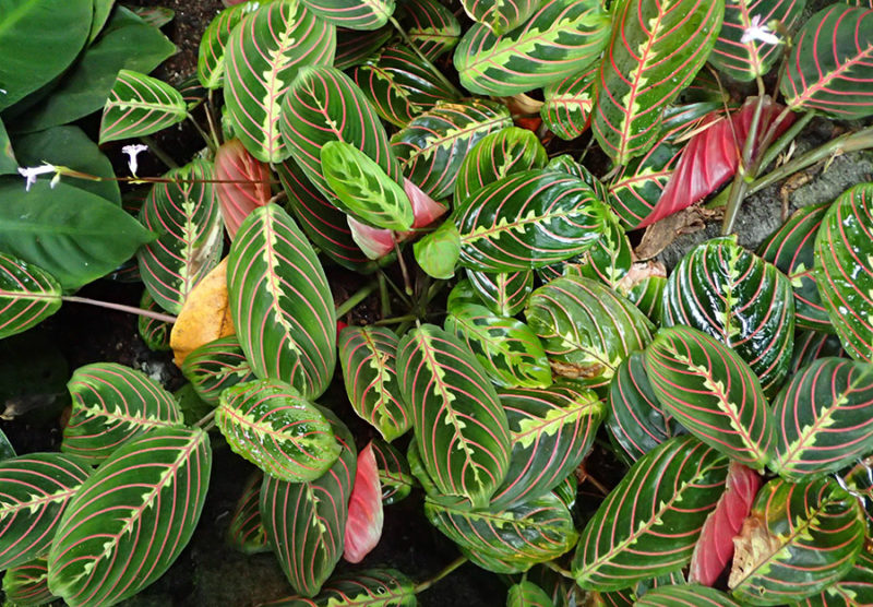 Colorful leaves of the prayer plant. The prayer plant is a cat safe plant.