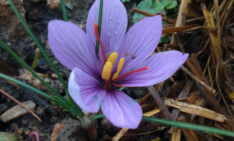 Saffron Flower is one of the most profitable crops