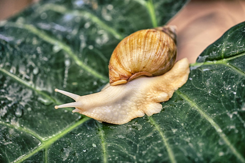 Snail crawling across a leaf
