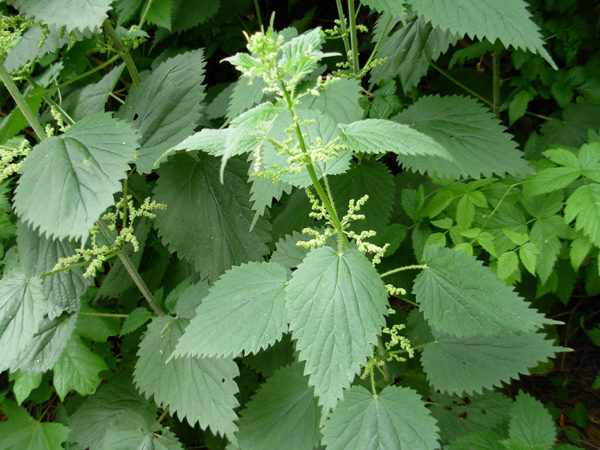 The leaves of the edible wild plant stinging nettle