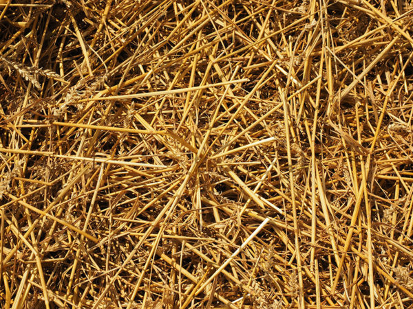 straw for growing oyster mushrooms