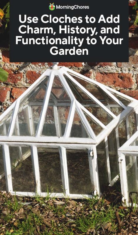 Use Cloches To Add Charm History And Functionality To Your Garden