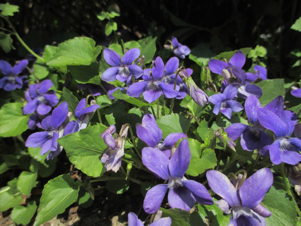 A group of edible weeds called wild violets with purple blossoms