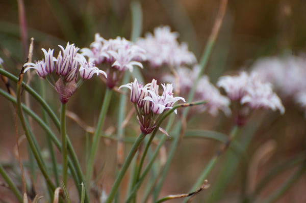 Wild onion edible wild plant leaves and blossoms