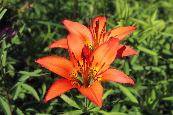 Wood lily blossoms in a field. Wood lily is an edible wild plant.