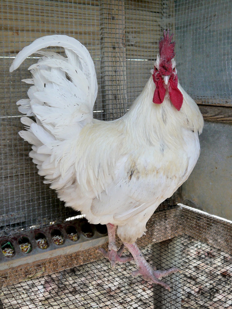 leghorn rooster