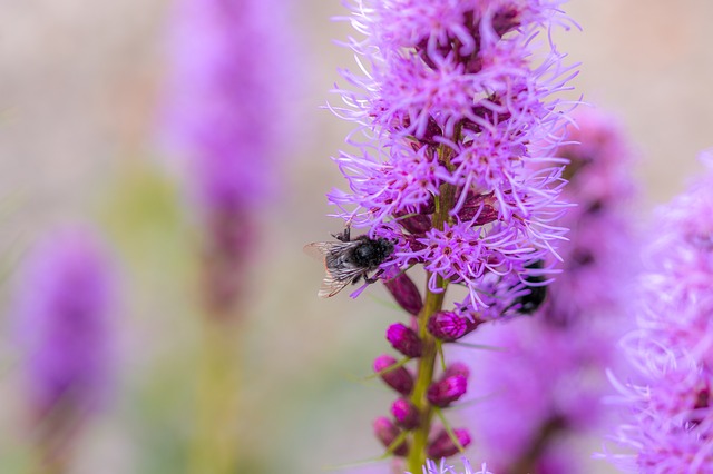 28 Delightful Flowers That Attract Bees to Your Garden