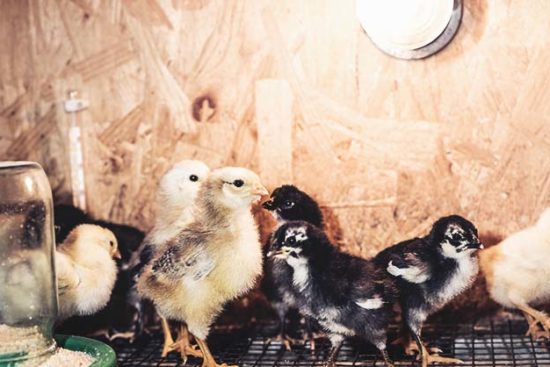 20 DIY Chicken Brooders from the Low Cost to the Beautiful and Durable
