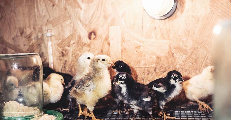 20 Diy Chicken Brooders From The Low Cost To The Beautiful And Durable