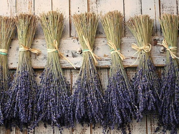 Lavender drying against a fence