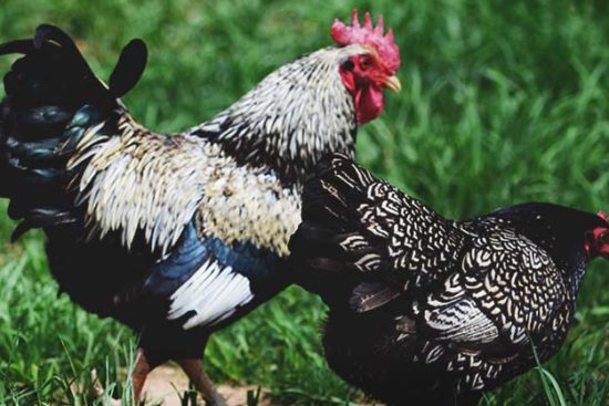 About Barnevelder Chickens: Stunningly Laced Dutch Chickens