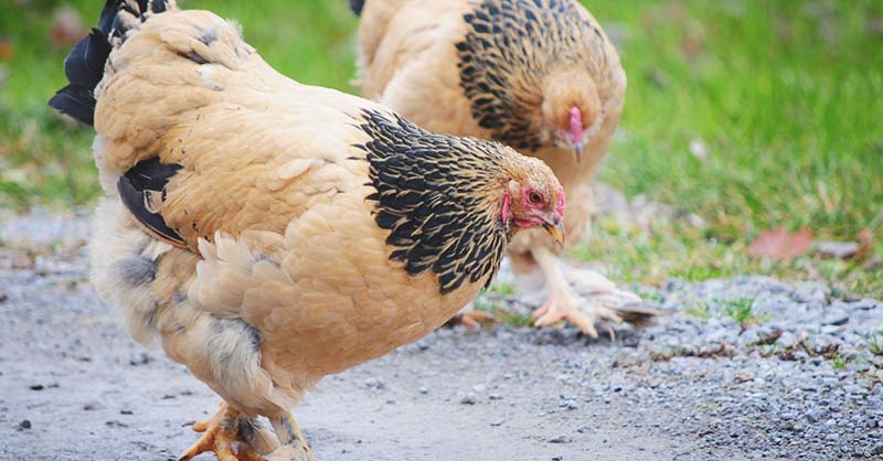 Female Pullets Light Brahma Chickens